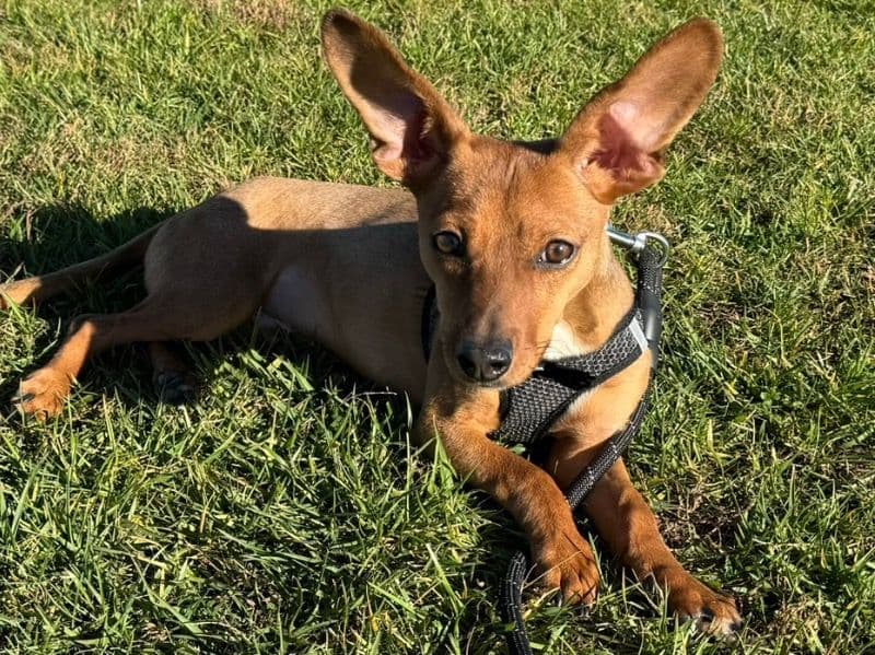 Scooby Doo primary photo
