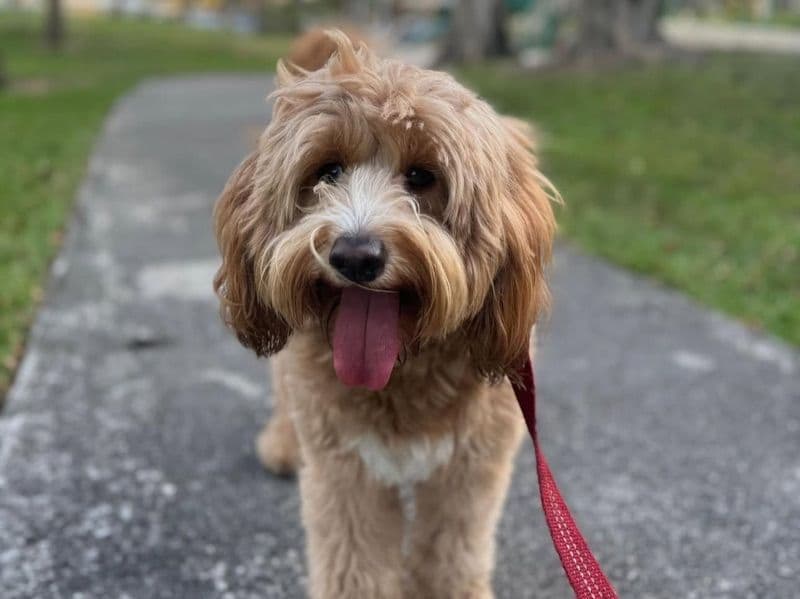 Mini Golden Doodle 5 years 4 months old male medium named Romeo for breeding in Broward County, Florida | Petmeetly