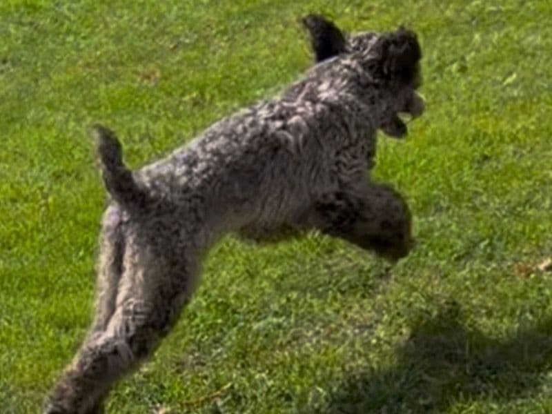 Miniature Poodle 10 months old male small named Abel for breeding in Alameda County, California | Petmeetly