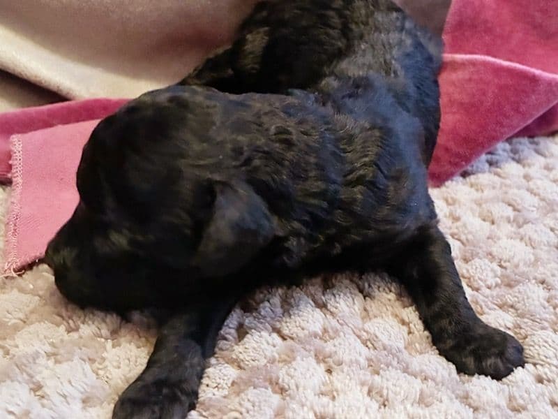 Toy Poodle 1 month old male small named Ptolemaic for sale in Hudson County, New Jersey | Petmeetly