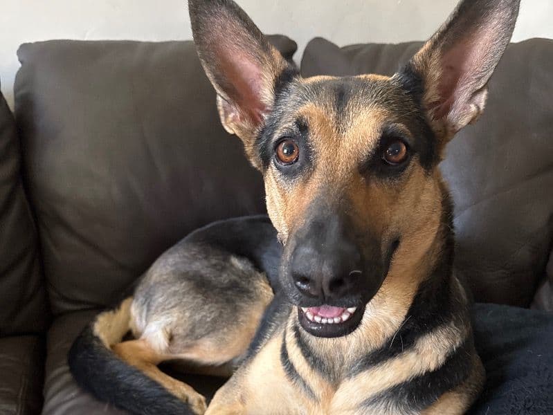 Black German Shepherd 5 years old female large named Ruby for breeding in Bend, Oregon | Petmeetly