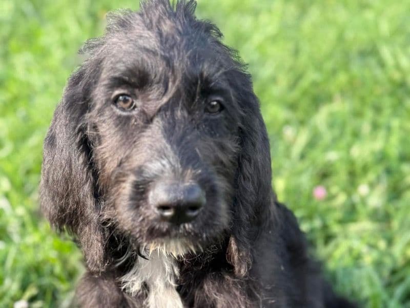 Bernedoodle 7 months old male large named Henry for sale in Nicholas County, West Virginia | Petmeetly