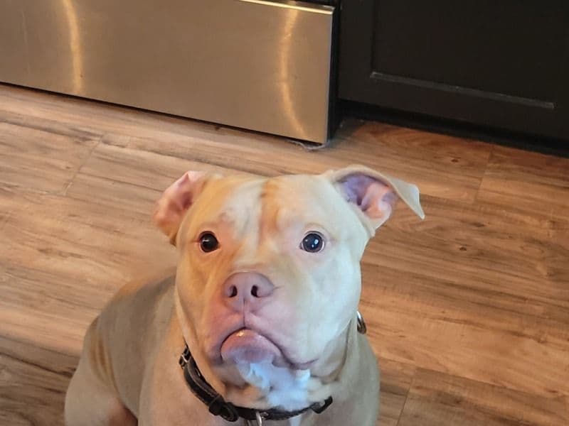 Rednose Pitbull Terrier 7 years 6 months old male large named Gunner for breeding in Lewis County, Washington | Petmeetly