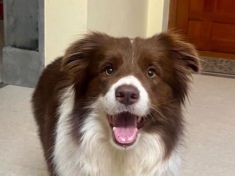 Border Collie 3 years 11 months old male medium named Carter for breeding in Chennai, Tamil Nadu | Petmeetly
