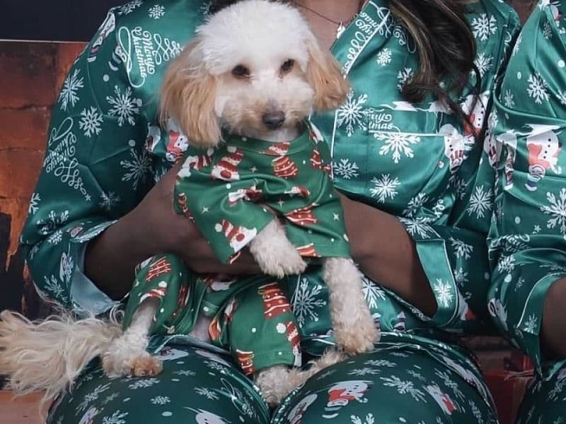 Miniature Poodle 1 year 10 months old female small named Summer for breeding in Kings County, New York | Petmeetly