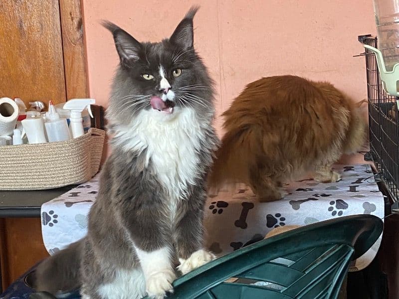 Haku - Maine Coon | Petmeetly