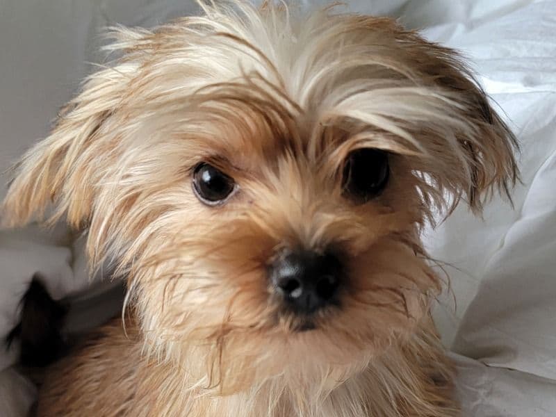 Maltese 1 year old female small named Zoey for breeding in Regional Municipality of Halton, Ontario | Petmeetly