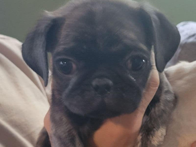 Pug 2 months old female medium named Sweet Pugs for sale in King County, Washington | Petmeetly