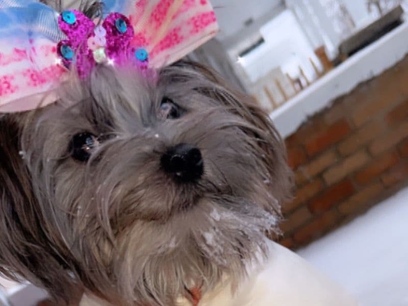 Yorkshire Terrier 3 years 5 months old female small named Stormi for breeding in Kent County, Michigan | Petmeetly