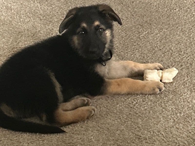 Prince primary photo