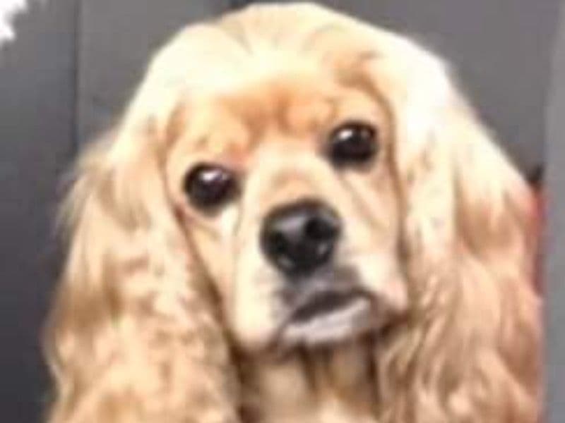 American Cocker Spaniel 3 years 1 month old female medium named Princess Bell for breeding in Cullman County, Alabama | Petmeetly