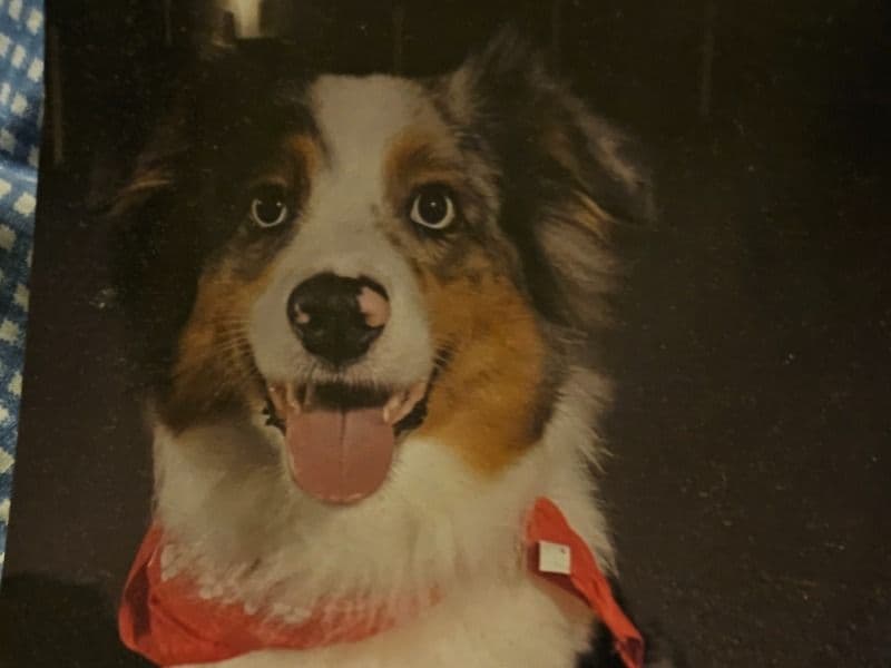 Australian Shepherd 3 years 8 months old female medium named Bonita for breeding in Sonoma County, California | Petmeetly
