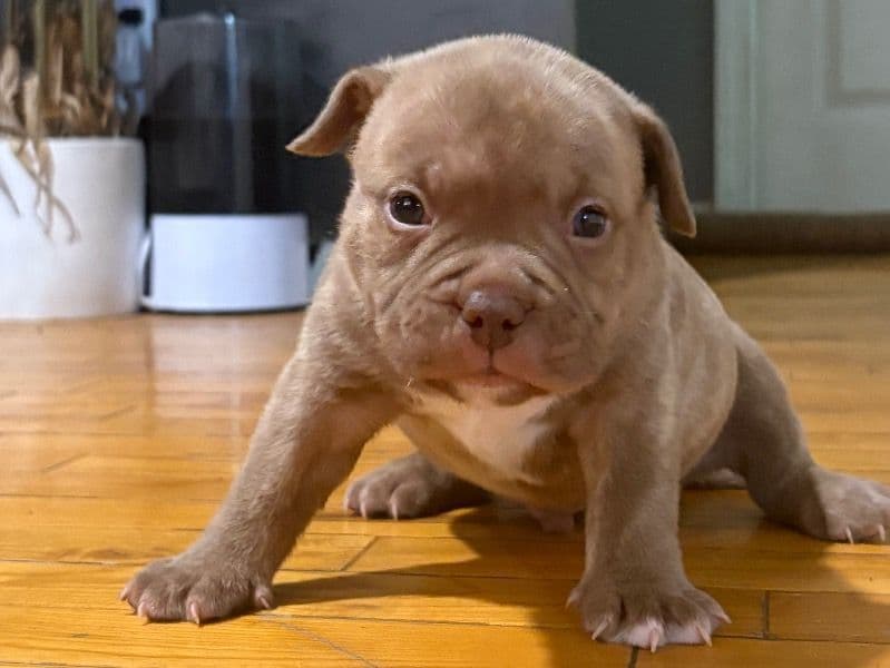 Grizz primary photo