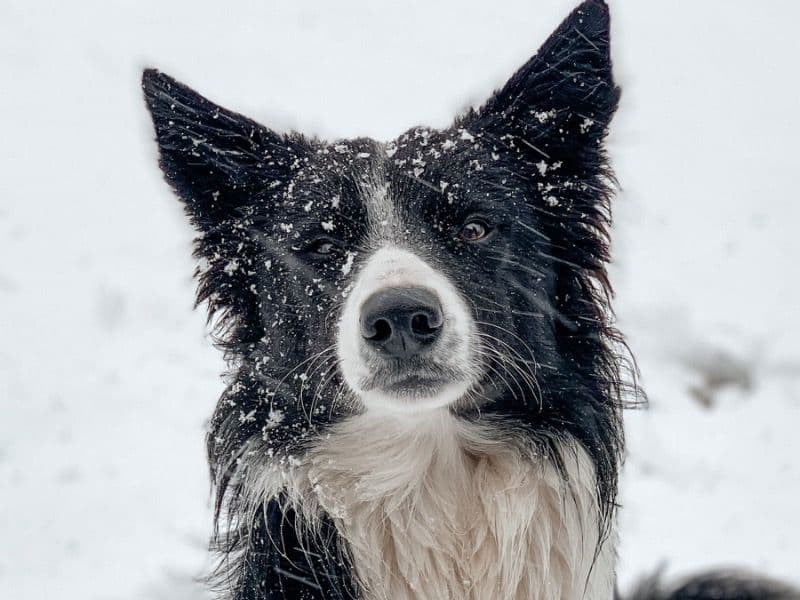 Loki primary photo