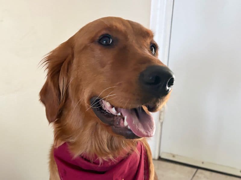 Golden Retriever 1 year 6 months old female large named Willow for breeding in Municipal District of Greenview No. 16, Alberta | Petmeetly