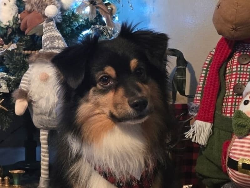 Willow primary photo