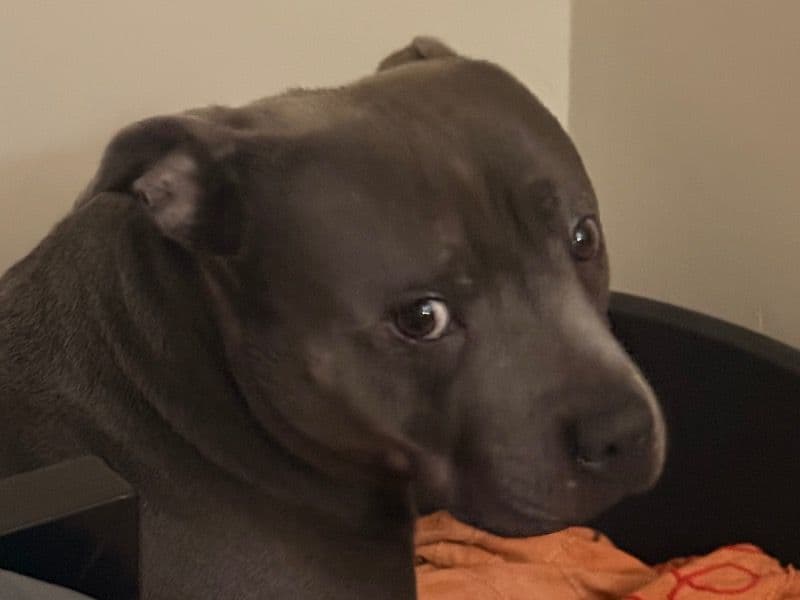 Staffordshire Bull Terrier 10 years old male medium named Choppa for breeding in Greater London, England | Petmeetly