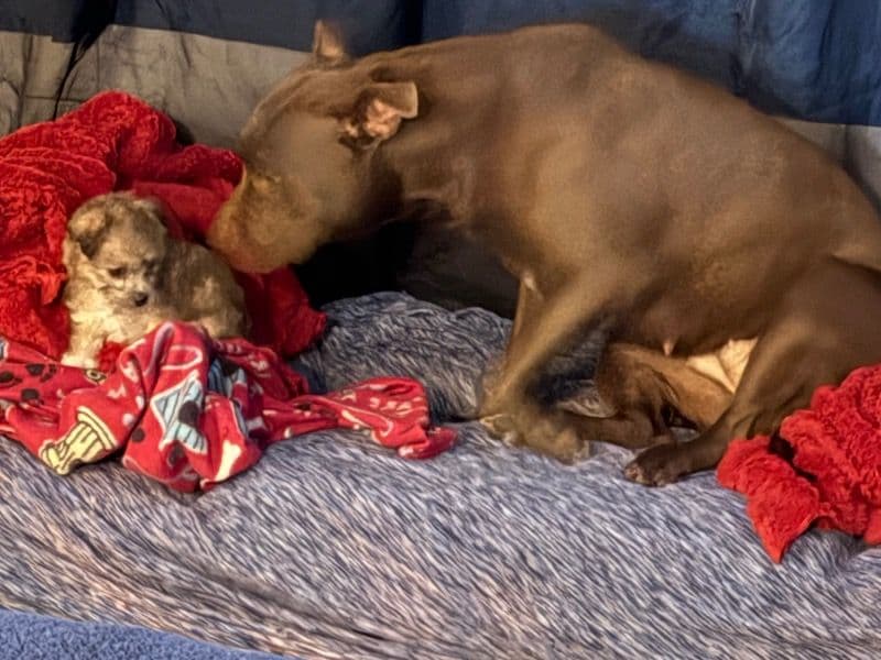 Rednose Pitbull Terrier 1 year old female large named Gina for sale in Calcasieu Parish, Louisiana | Petmeetly