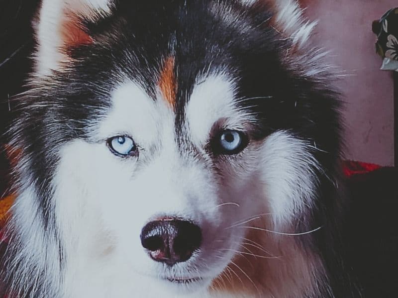 Siberian Husky 2 years old female large named Leo for breeding in Hyderabad, Telangana | Petmeetly