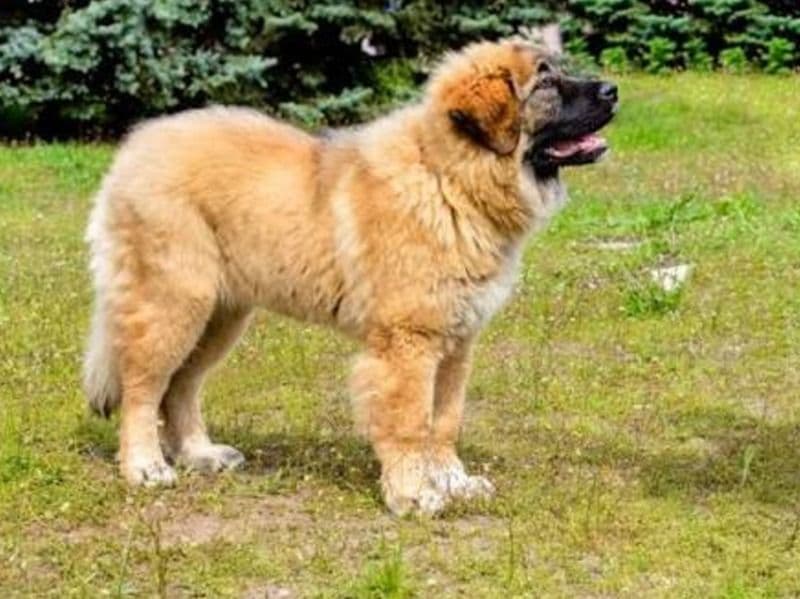 Caucasian Shepherd Dog 1 year 2 months old male medium named Loki for breeding in Miami-Dade County, Florida | Petmeetly