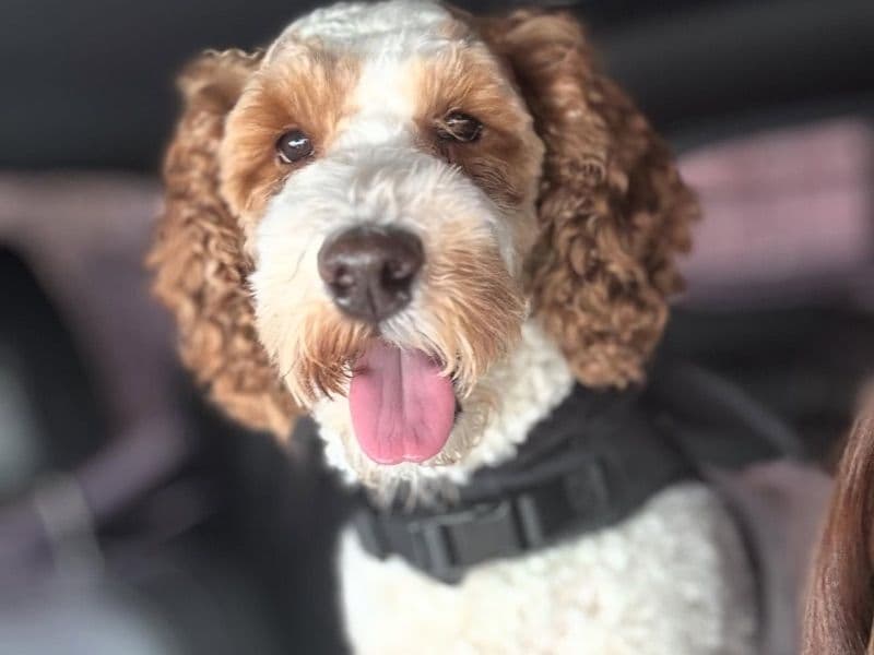 Mini Golden Doodle 1 year 6 months old male medium named Rico for breeding in Harris County, Texas | Petmeetly