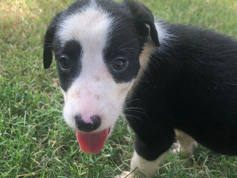 Biggie - Border Collie | Petmeetly