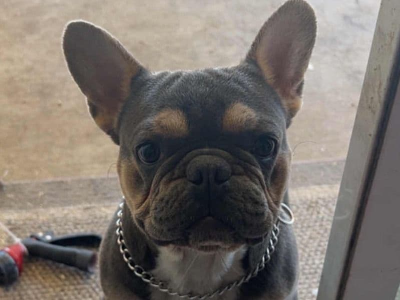 French Bulldog 1 year old male small named Micklo for breeding in Fresno County, California | Petmeetly