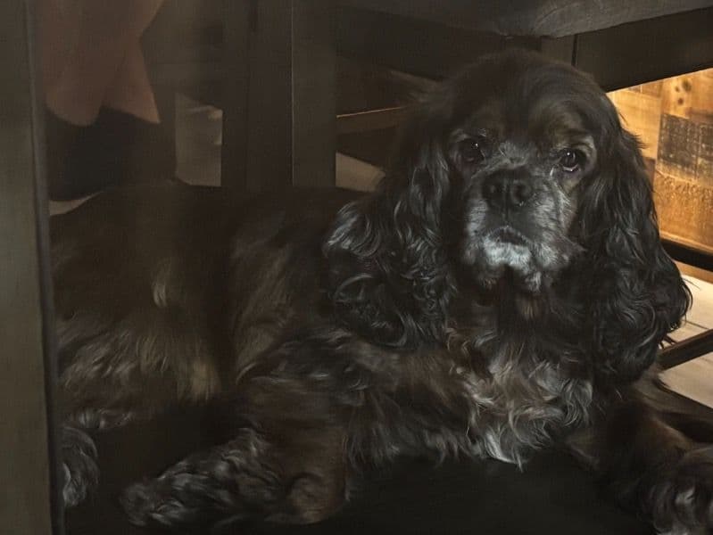 Cocker Spaniel 5 years 5 months old female small named Minnie for breeding in Harris County, Texas | Petmeetly