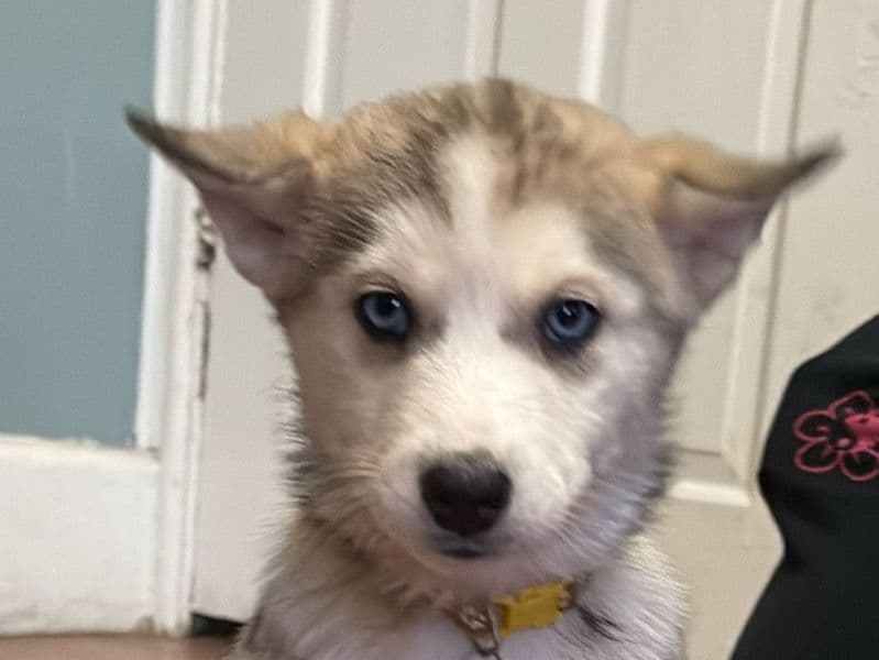 Siberian Husky 2 months old female small named Sky for breeding in Condado de Camden, Nueva Jersey | Petmeetly