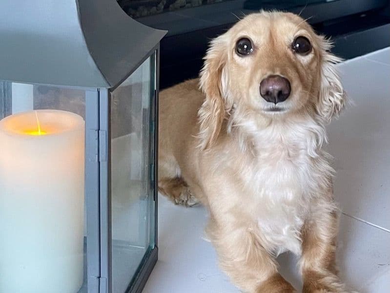 Miniature Dachshund 3 years 5 months old female small named Malibu for breeding in Los Angeles County, California | Petmeetly