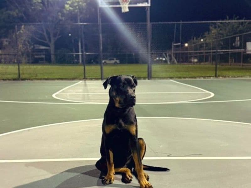 Rottweiler 9 months old female medium named Koda for sale in Philadelphia County, Pennsylvania | Petmeetly