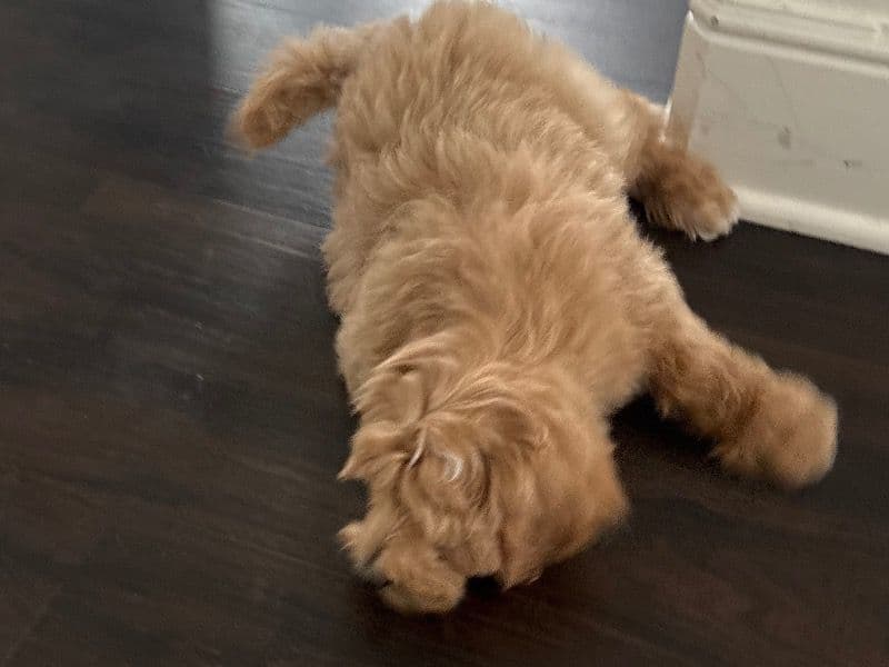 Goldendoodle 2 months old male small named Max for sale in Collin County, Texas | Petmeetly