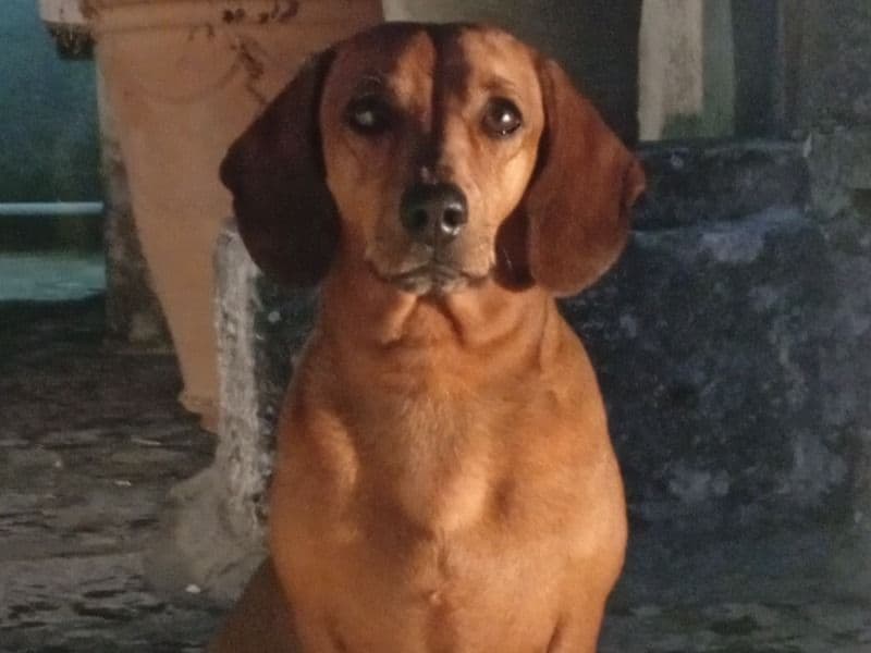 Dachshund 4 years old male medium named Pacho for breeding in Città Metropolitana di Torino, Piemonte | Petmeetly