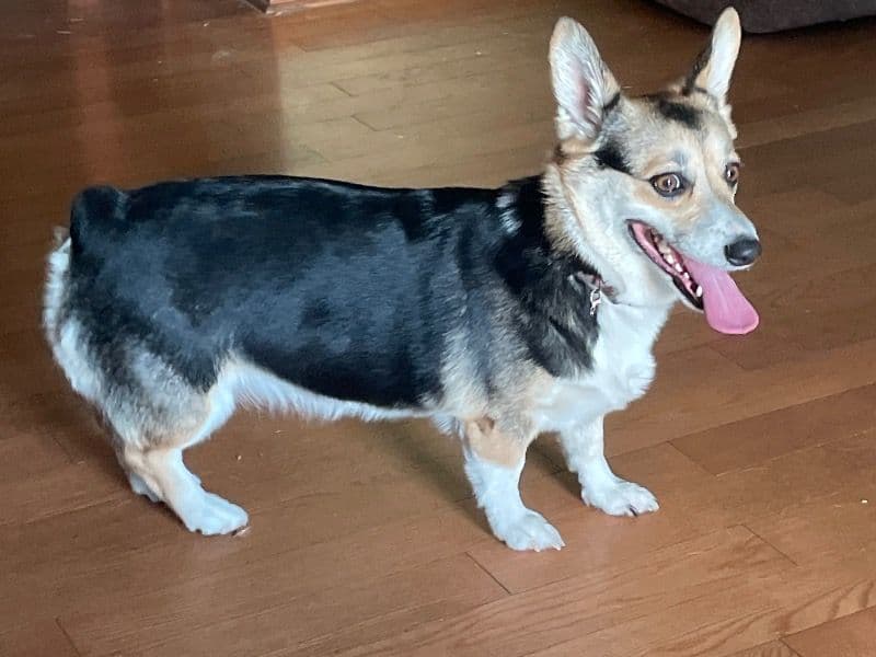 Corgi 2 years 7 months old female small named Marley for breeding in Riverside County, California | Petmeetly