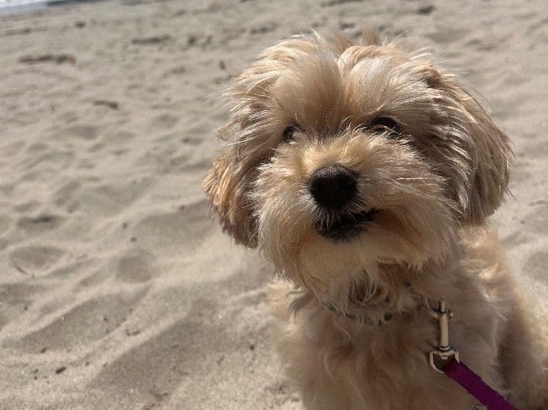 Yorkipoo 4 years 5 months old female small named Suki for breeding in Los Angeles County, California | Petmeetly