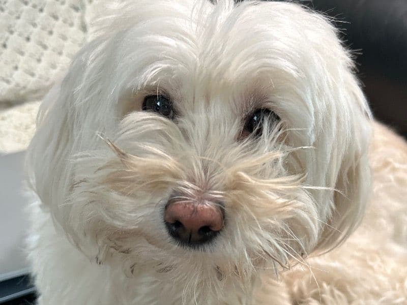 Maltipoo 4 years 9 months old female small named Maple for breeding in Waterloo Regional Municipality, Ontario | Petmeetly