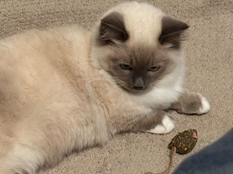 Peanut primary photo