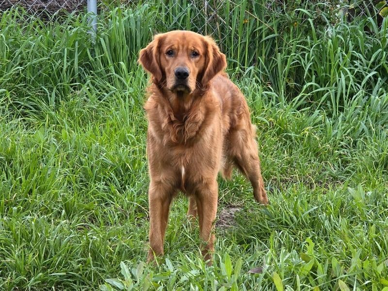 Charlie primary photo
