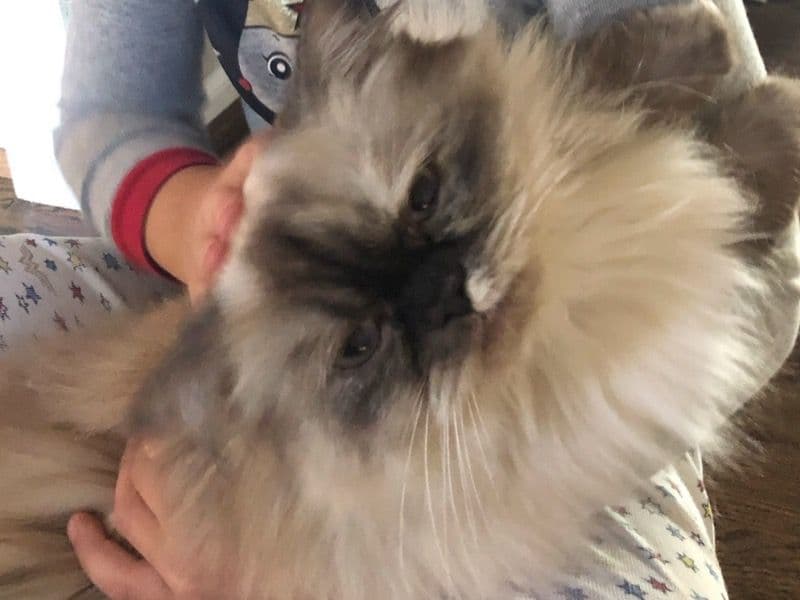 Himalayan 6 years 4 months old female named Priscilla for breeding in Oakland County, Michigan | Petmeetly