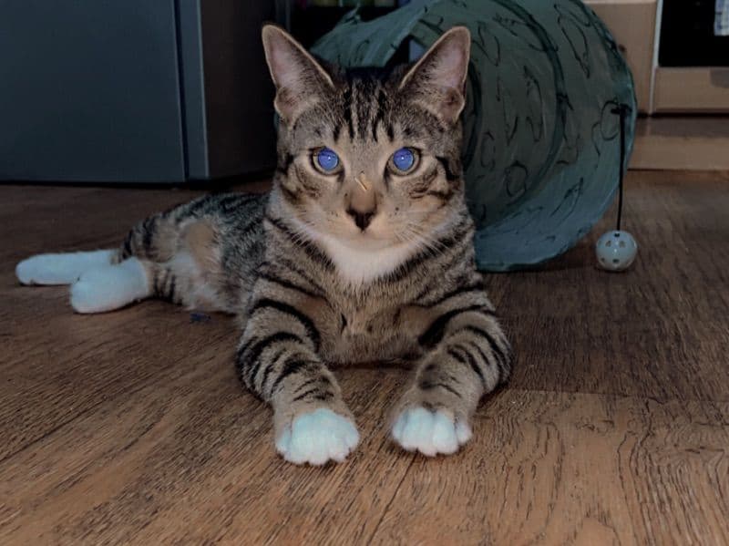 Hugo primary photo