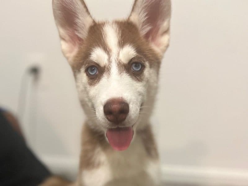 Siberian Husky 1 year 3 months old female large named Winter for breeding in Prince George's County, Maryland | Petmeetly