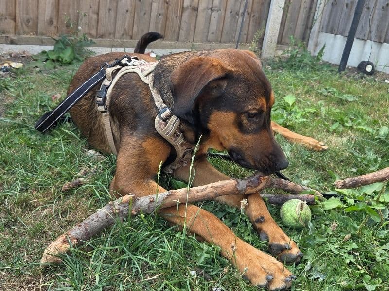 Zeus primary photo