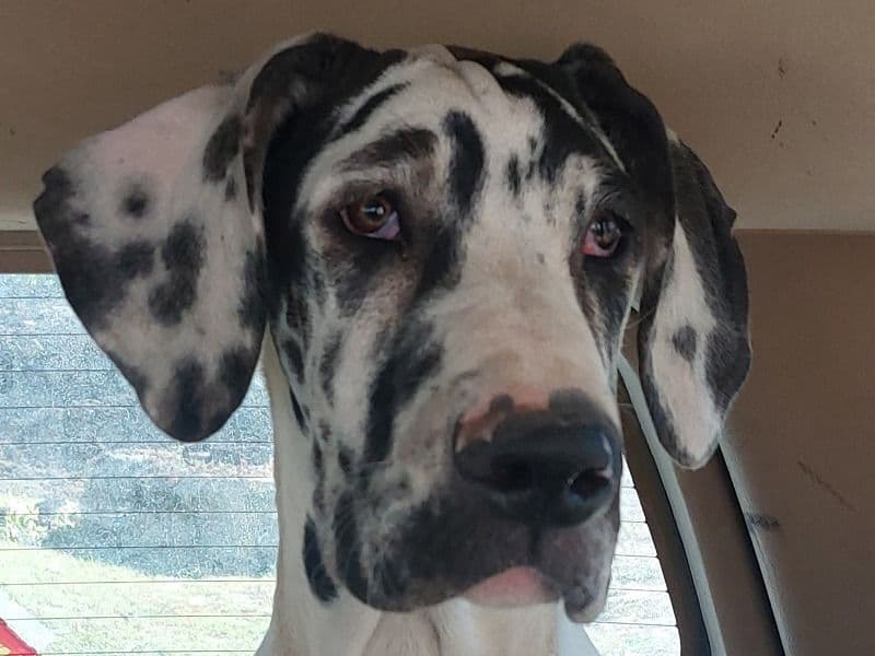 Great Dane 2 years 5 months old female extra large named Daizie for sale in Shelby County, Tennessee | Petmeetly