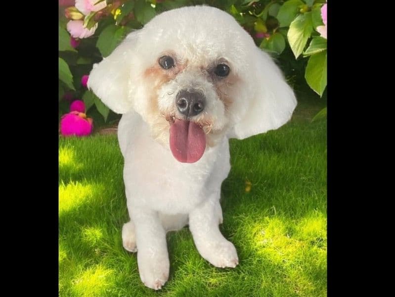 Bichon Frise 2 years 4 months old female small named Malu for breeding in Augusta County, Virginia | Petmeetly