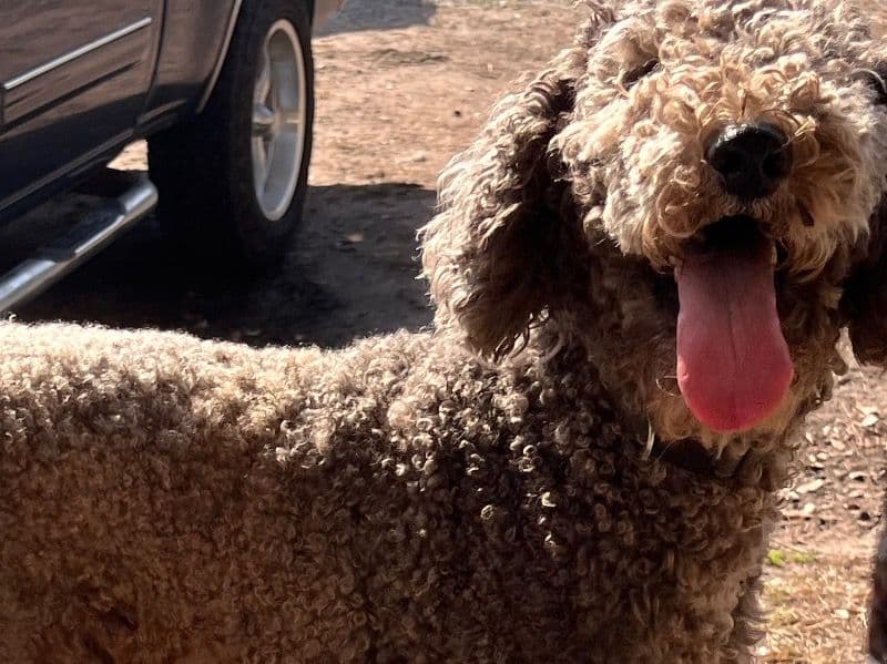 Poodle 3 years 3 months old female medium named Joy for breeding in Glynn County, Georgia | Petmeetly