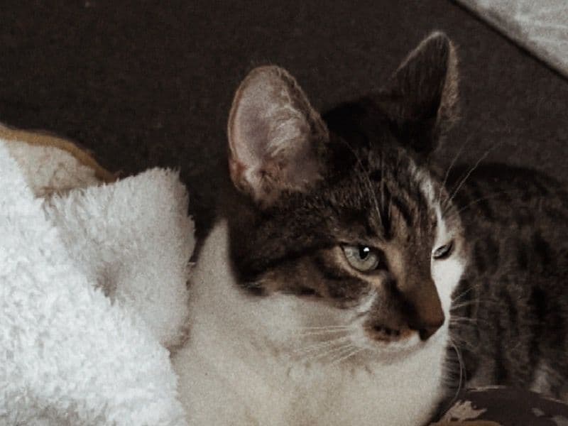 Bengal 1 year 6 months old male named Zeeko for breeding in Cornwall, England | Petmeetly