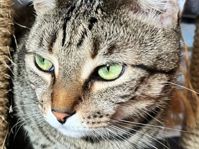 Milo - American Shorthair | Petmeetly