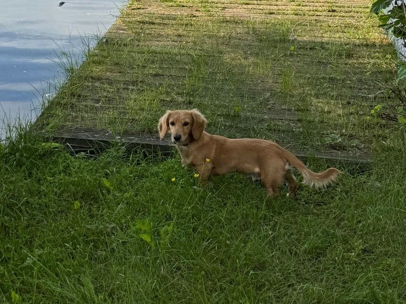 Dachshund 1 year old male small named Odysey for breeding in Anchorage Municipality, Alaska | Petmeetly