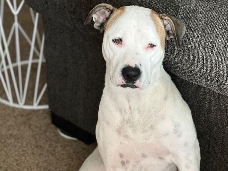 American Bulldog 4 years 4 months old female large named Leah for breeding in San Diego County, California | Petmeetly