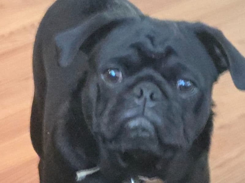 Buddy primary photo